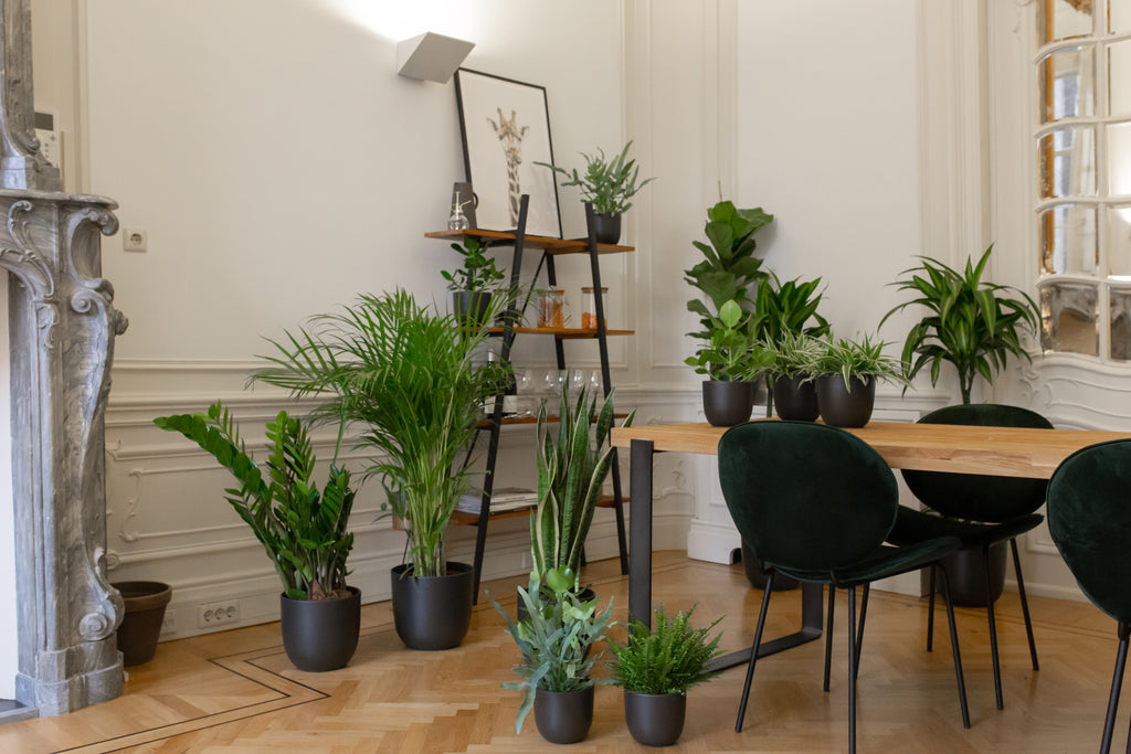 Air Conditioning and its Impact on Indoor Plants: Tips and Tricks