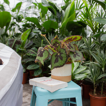 5 best plants to grow indoors this fall