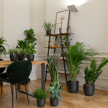 The 5 best houseplants for shade