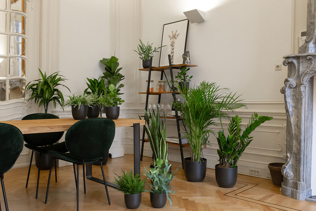 The 5 best houseplants for shade
