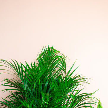 Plant of the Month: June 2024