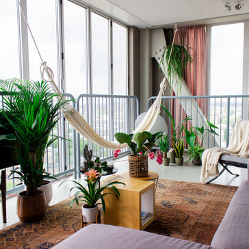 The most amazing XL plants to spruce up your home