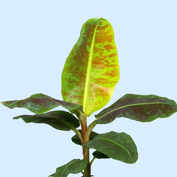 How to care for a Banana plant