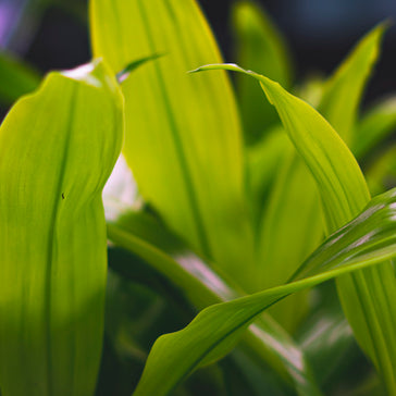 Blossoming Love: Five Plants That Make Perfect Valentine's Gifts