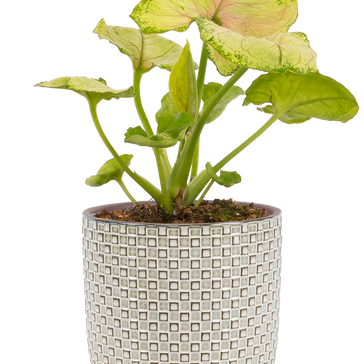 How to care for a Syngonium plant