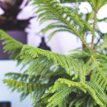 How to care for a Norfolk Island Pine