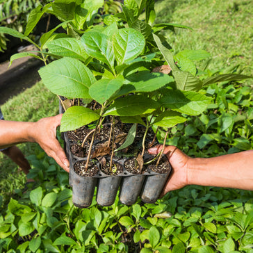 Support the Real Amazon: Plantsome partners with One Tree Planted to help plant trees across the Amazon Rainforest