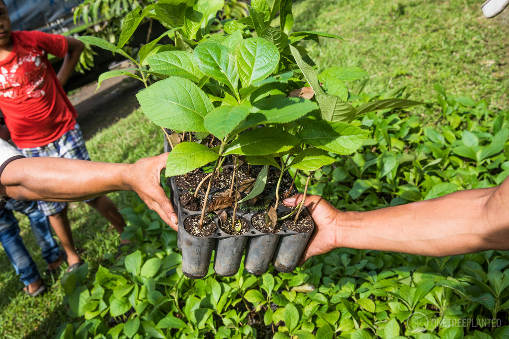 Support the Real Amazon: Plantsome partners with One Tree Planted to help plant trees across the Amazon Rainforest