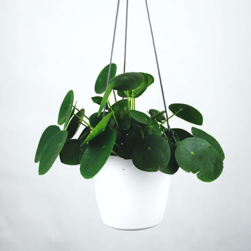 Plant Spotlight: Penny | Pancake Plant | Pilea Peperomioides