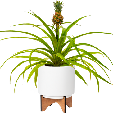 How to care for a Pineapple Plant