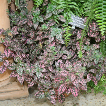 How to care for a Hypoestes | Polka Dot Plant