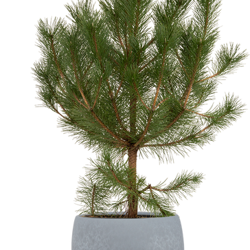How to care for an Austrian Black Pine
