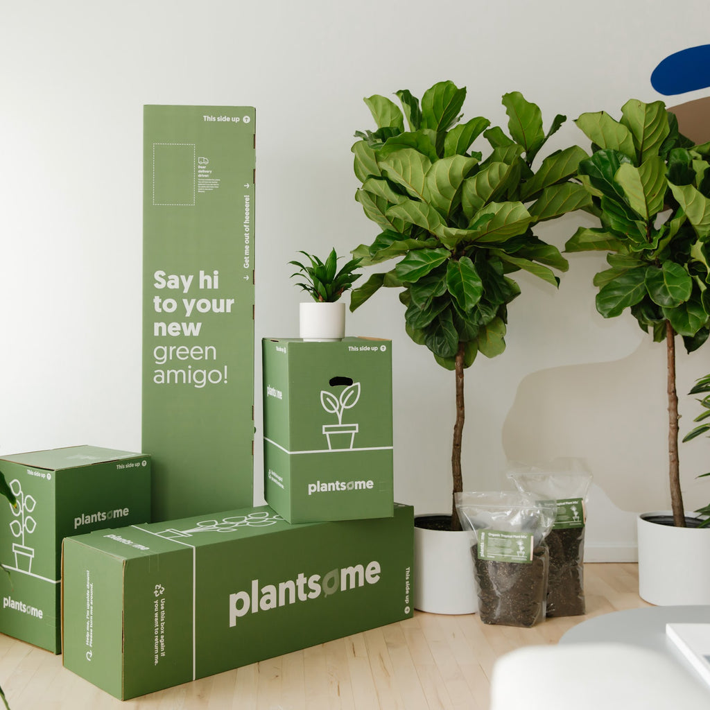 Leaf Us Alone: The Chronicles of Tropical Houseplants That Strive to B ...