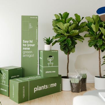 Leaf Us Alone: The Chronicles of Tropical Houseplants That Strive to Be Easy in 2024