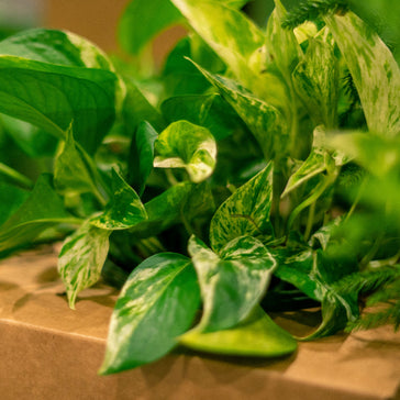 The Ultimate Plant Bundle Gift Guide for 2021