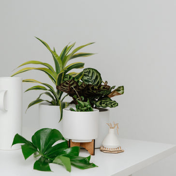 Choosing the Right Plants for Your Lifestyle