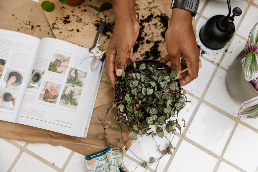 Pick Your Pot: An Indoor and Outdoor Pottery Guide