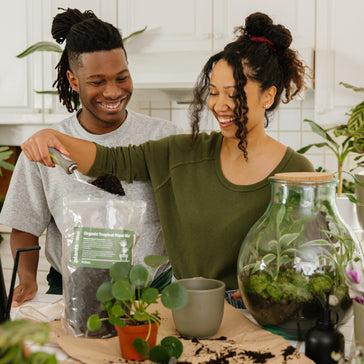 House Plants: The Ultimate Beginners Guide 2022