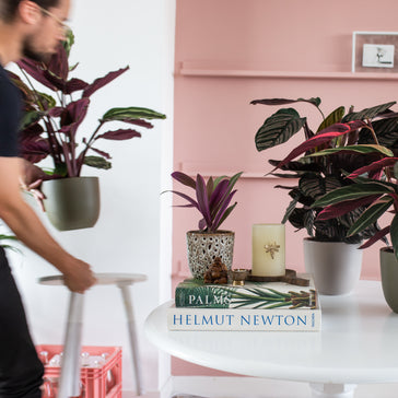 Why Houseplants are the Ultimate Holiday Gift in 2022