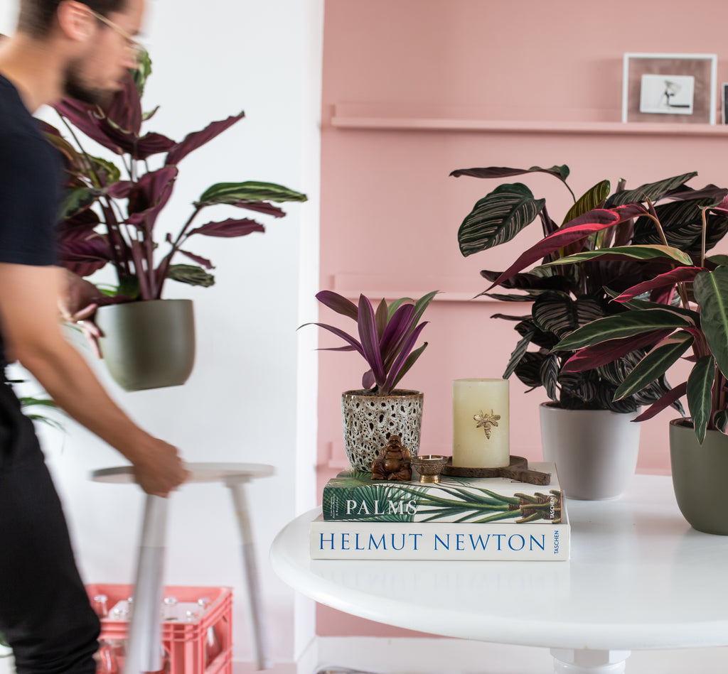 Why Houseplants are the Ultimate Holiday Gift in 2022