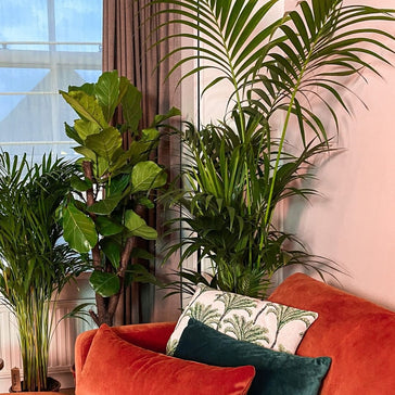 Want to become a badass plant parent in 2021? Here's how