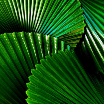 How to care for a Licuala Grandis Ruffled Fan Palm
