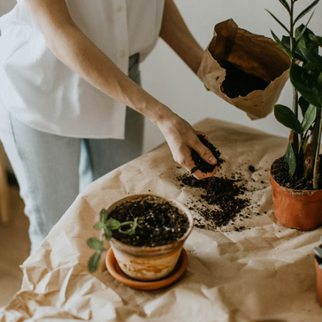 All about repotting