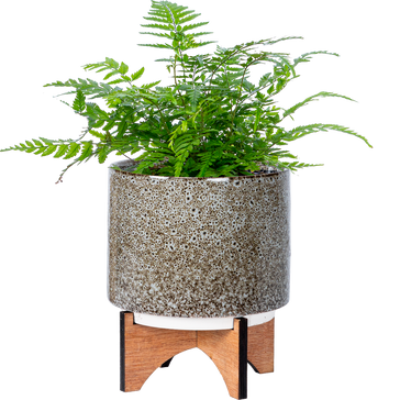 How to care for a Polystichum tsus-simense | Korean Rock Fern