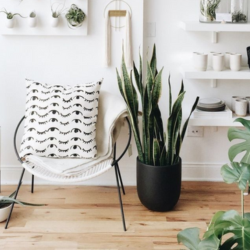The 7 easiest houseplants to care for