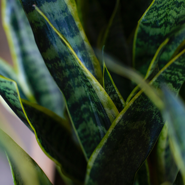 Plant Spotlight: Sansevieria