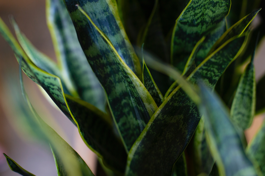 Plant Spotlight: Sansevieria