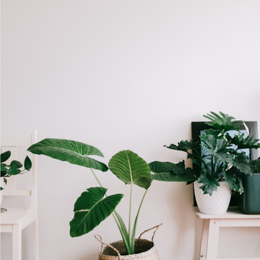 The 7 hardest houseplants to care for