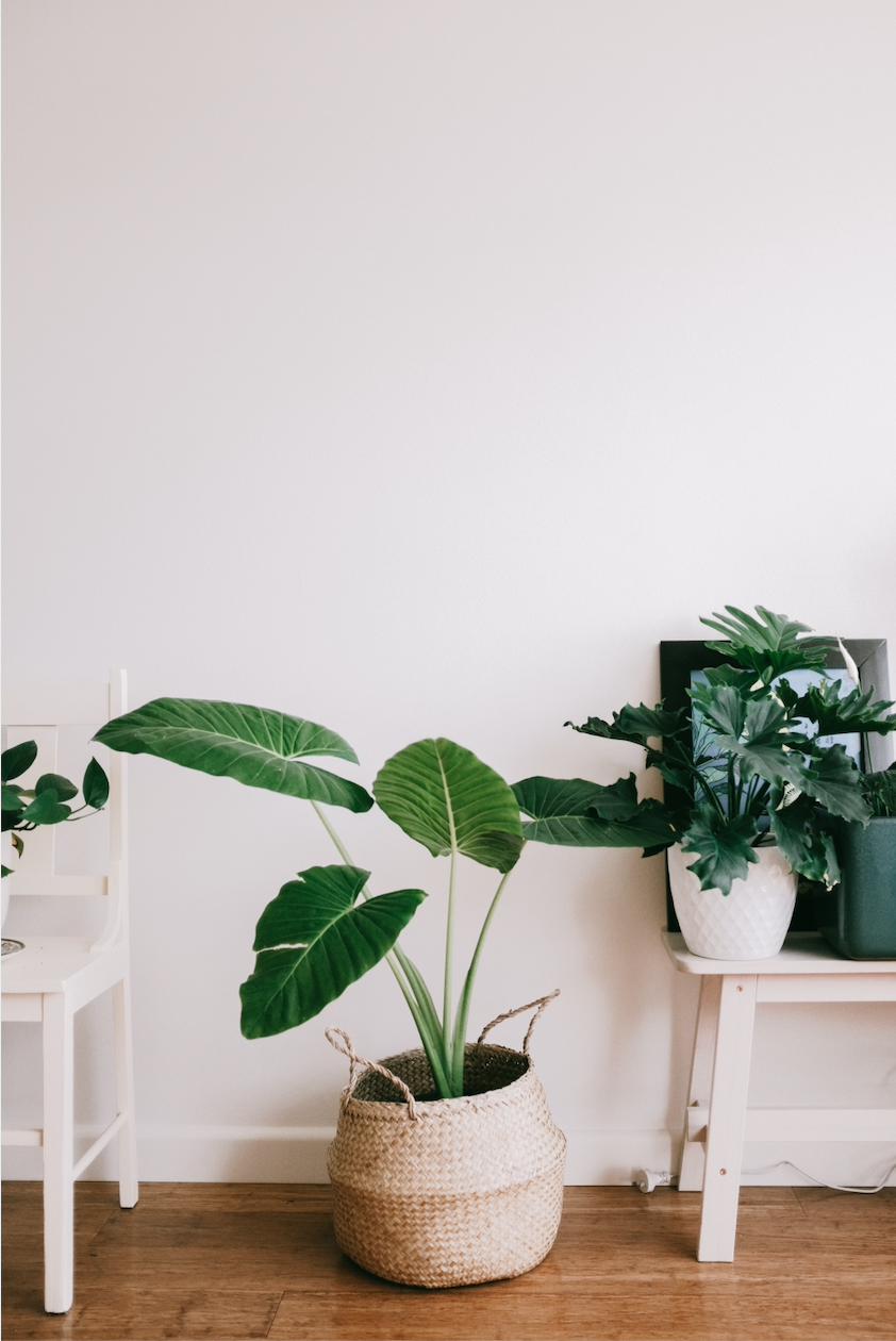 The 7 hardest houseplants to care for
