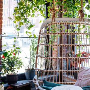 Our most popular trailing/hanging plants