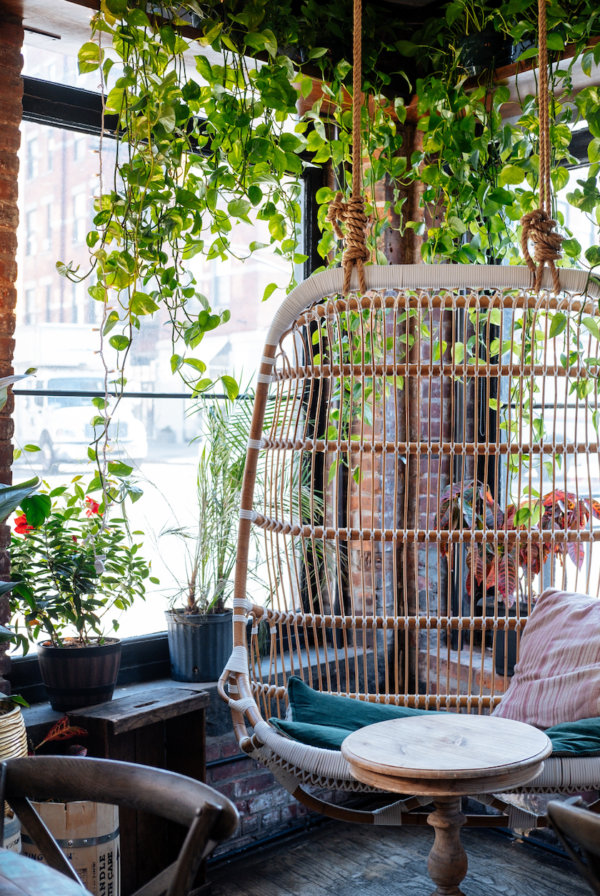 Our most popular trailing hanging plants Plantsome