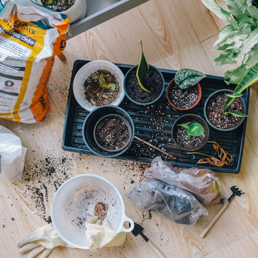 All about plant propagation