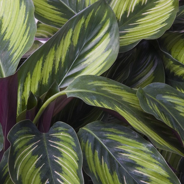 Plant Spotlight: Calathea