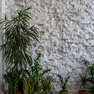 Our top 5 low light houseplants