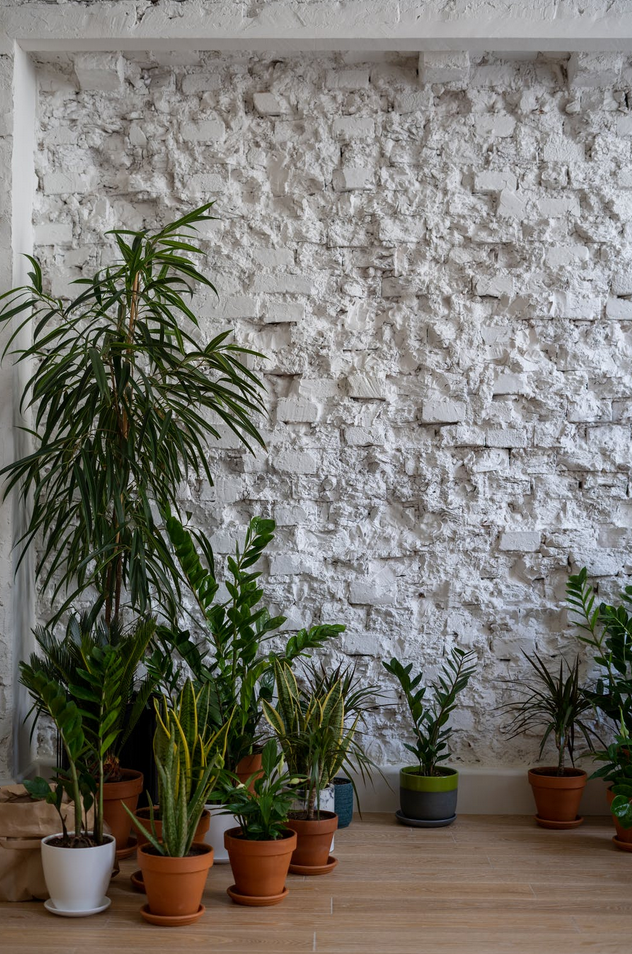 Our top 5 low light houseplants