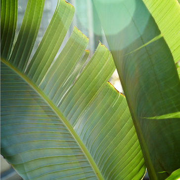 Plant Spotlight: Banana Plant