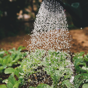 All about watering your green amigos