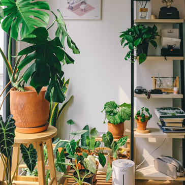 Our 7 most popular tropical plants