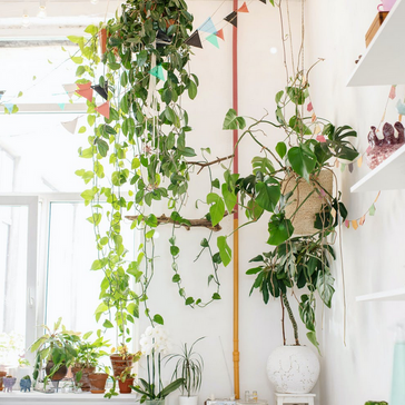 All about plants and light