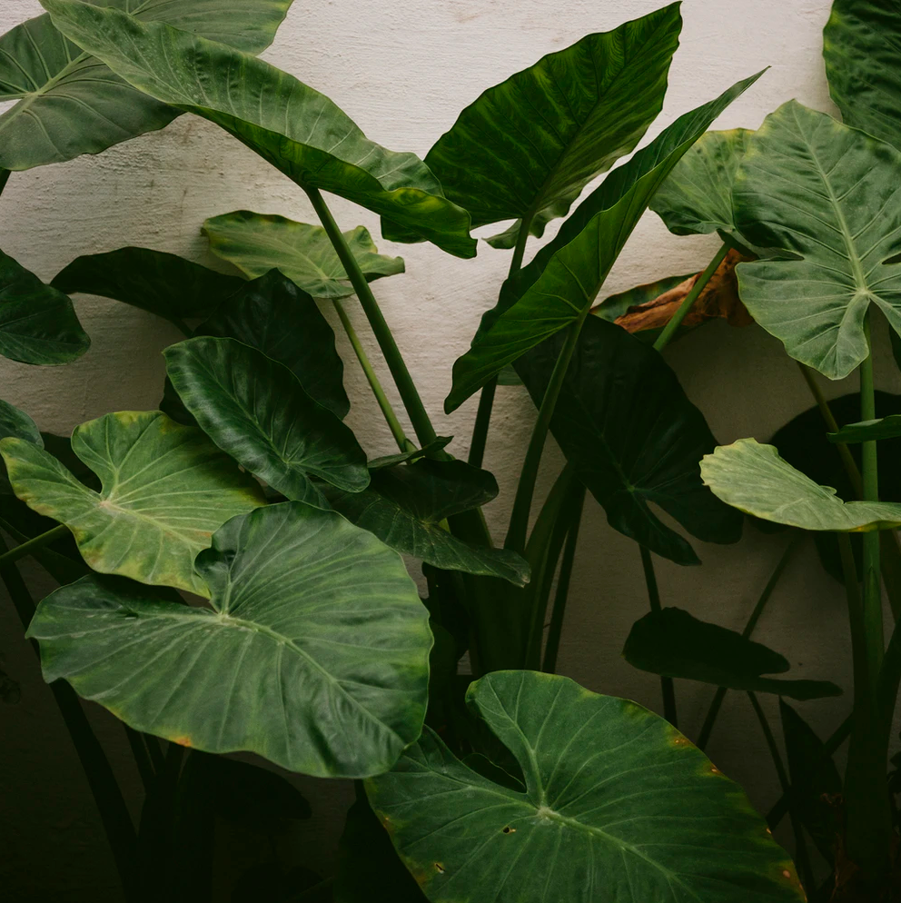 Plant Spotlight: Alocasia