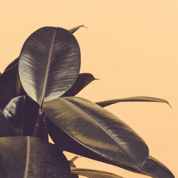 Plant Spotlight: Ficus Elastica