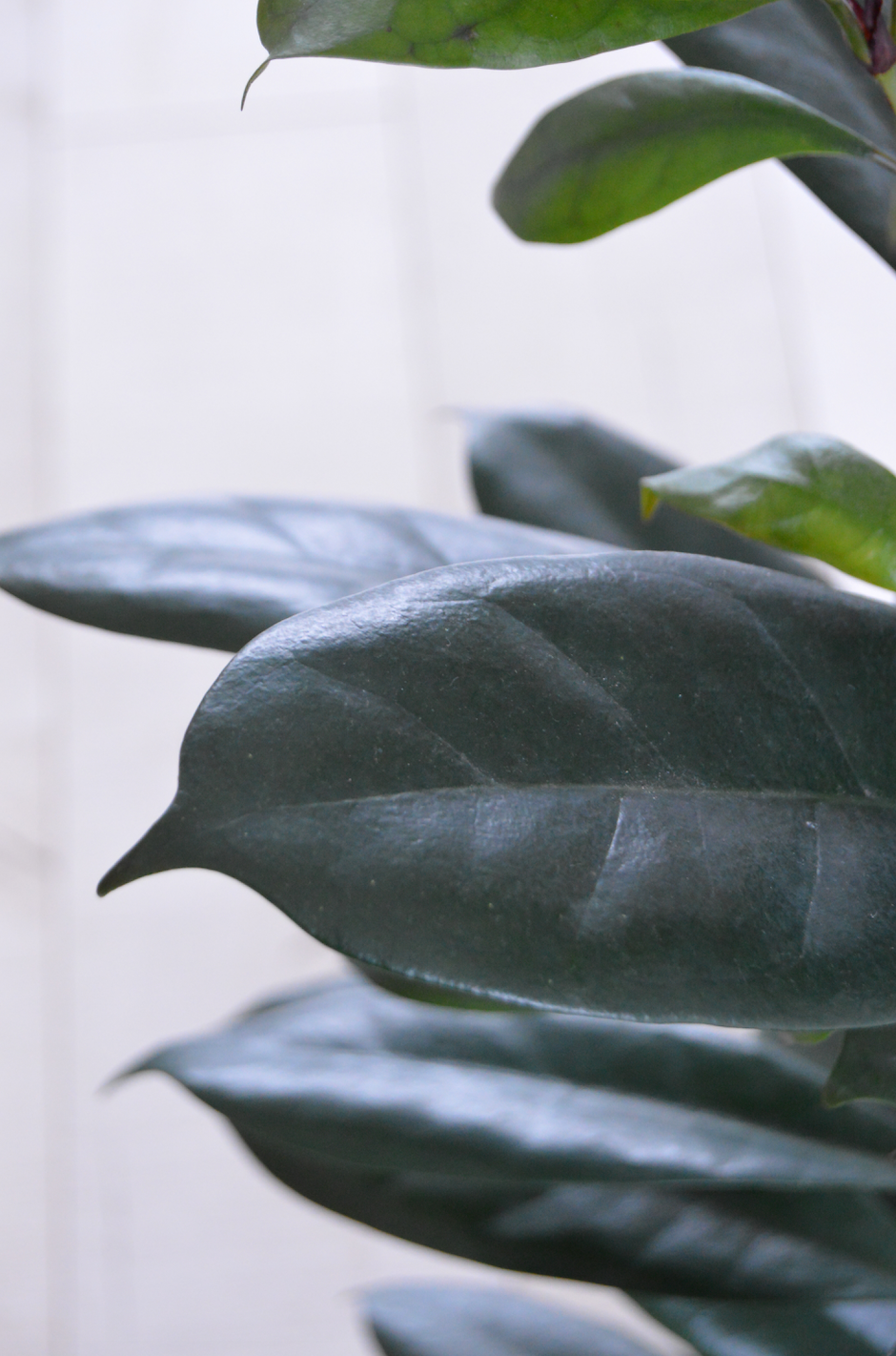 Fertilizer 101: A Guide On Feeding Your Indoor Plants