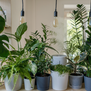 The Art of Repotting