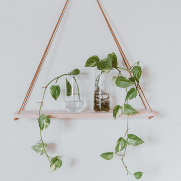 4 Easy Plants to Propagate from Stem and Leaf Cuttings