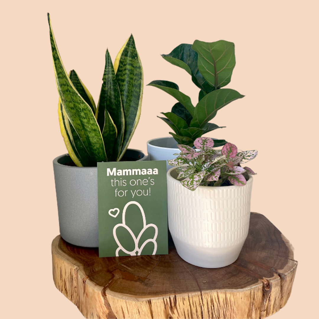 Perfect Plant & Pot Pairings for Holiday Gifts - Dennis' 7 Dees |  Landscaping Services & Garden Centers