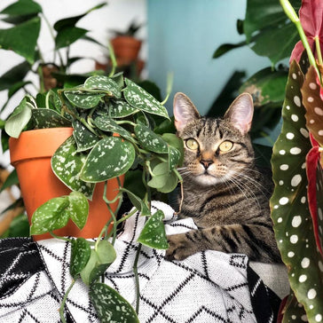 Four Plant Families that Play Nice with Pets